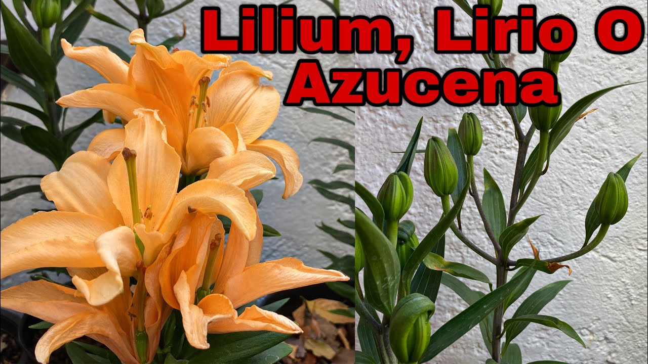 QUE HACER DESPUES DE LA FLORACIÓN DE LILIUM, AZUCENAS O LIRIOS
