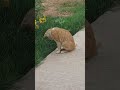 شاهدو لحظة لدغ الأفعى هذا القط المسكينA Poisonous Snake Bites A Cat In The Head 