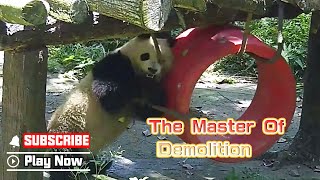 How Do Pandas Train Their Sharp Teeth? | iPanda