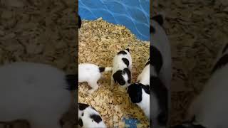 English Springer Spaniel puppies available. #briarridgespringers.com #englishspringerspaniel