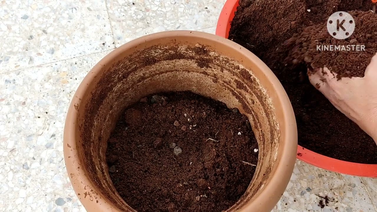 🌼🌼 BODRUM PAPATYASI 🌼🌼 fidesi aldım ekimi  toprak karışımı ve bakımı