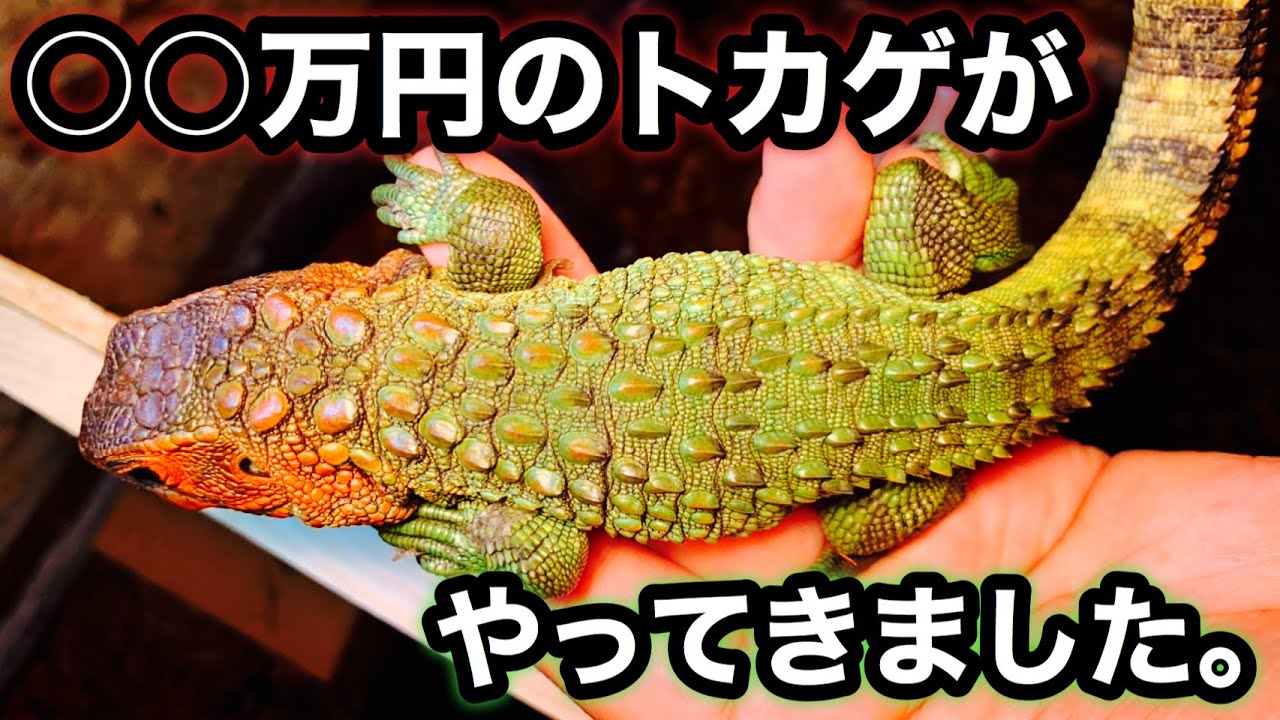 ○○万円？！のレアなトカゲがやってきた！ - YouTube