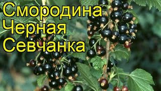 Смородина черная Севчанка. Краткий обзор, описание характеристик, где купить саженцы Sevchanka