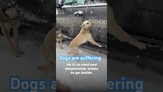 The dogs running the Iditarod just want the same love, comfort, and peace any dog wants.