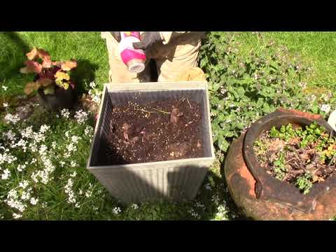 Canna Planting in Pot