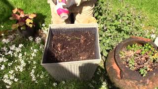 Canna Planting in Pot