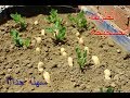 افضل طريقه لزراعه الفول السوداني في المنزل |How To Grow,Peanuts at home