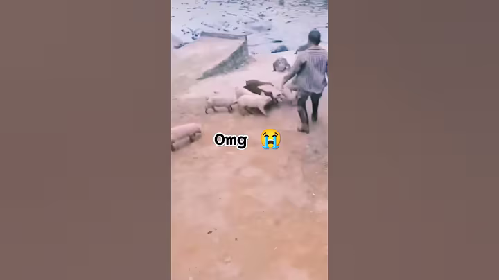 Pigs feeding to crocodile 🐊😱😭#pigs #feeding #crocodile #hunting#supportmychannel #wildanimalshunting