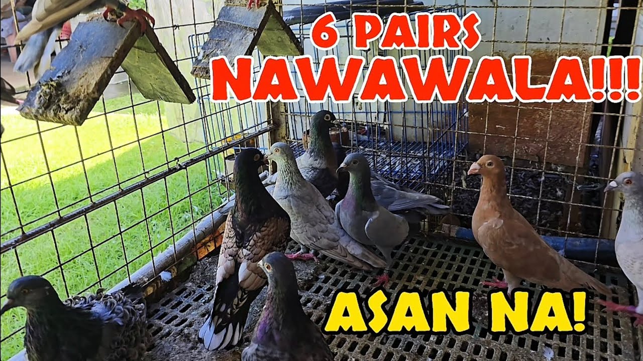 KULANG TAYO NG 6PAIRS!.. ASAAN SILA?😧