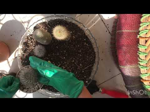 Video: Mammillaria Plumosa: Hvordan Blomster Vokser Fra Fjær
