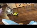 ラジコンを追いかけては逃げる猫　ノルウェージャンフォレストキャット　Cat following a radio-controlled car