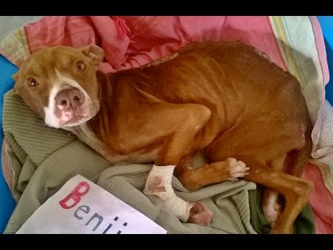 Dog rescued from starvation- adopted!
