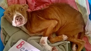 Dog rescued from starvation adopted!