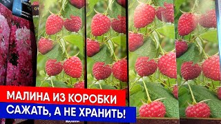 Малина из коробки - Сажать, а не хранить!