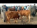 الله الله على خميس مريرت خنيفرة 4 3 2023 منور بالعجلات البلديات عيد الأضحى فرجة ممتعة الله الله على خميس مريرت خنيفرة 4 3 2023 منور بالعجلات البلديات عيد الأضحى فرجة ممتعة