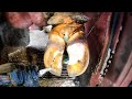 🐄COWS HOOF CLEANING 🐄Big Cows Farm Hoof care guide Step-by-step guide to foot-trimming