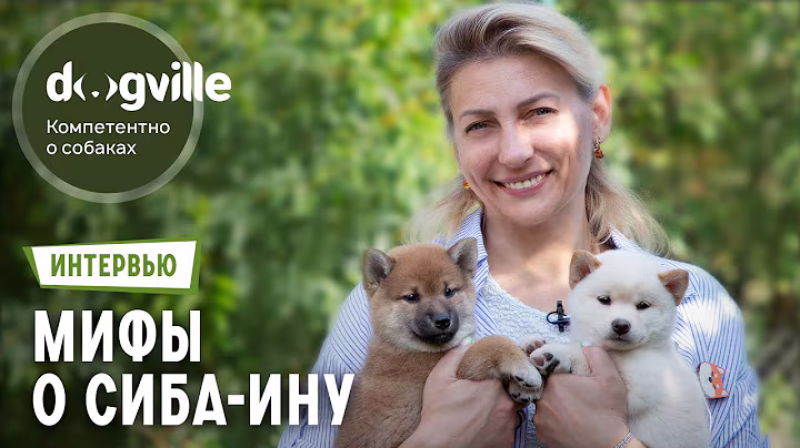 Развеиваем мифы о сиба-ину! – Интервью с руководителем питомника