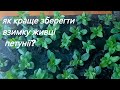 Як краще зберегти взимку живці петунії?