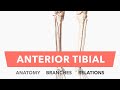 Anterior Tibial Artery - Anatomy, Branches & Relations