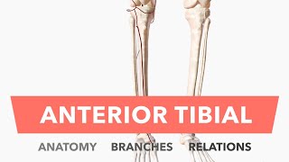 Anterior Tibial Artery - Anatomy, Branches & Relations