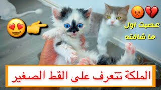 قططي تتعرف على القط الصغير  شوفوا ردة فعلهم ❤ / Mohamed Vlog