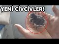 CİVCİV ALDIK 2 TANE! DEV GÜVERCİN SON DURUM!!!