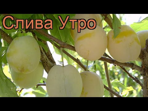 Слива Утро Описание Сорта Фото Отзывы