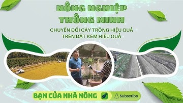 Nông Nghiệp Thông Minh: Chuyển Đổi Cây Trồng Hiệu Quả Cho Đất Kém Năng Suất