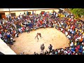 African wrestling live from bole ghana