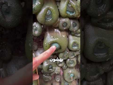 راز موجودات ژله ای ساحل حقیقتی که خیلیا نمی دونن