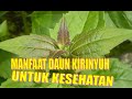 Manfaat Daun Kirinyuh untuk Atasi Berbagai Penyakit