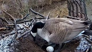 Decorah Eagles. Canada Goose lays an egg on N2B  - explore.org 03-24-2022