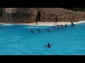 Красивая музыка и дельфины 🐬🐋🐬