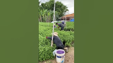 Hoa Cúc Giống Mầm Khánh Hòa A NHÀN Pha Lê Đại Đóa Hàng Xuất Đại Lí Nam Phong Nam Định 29/8/2025 ÂL