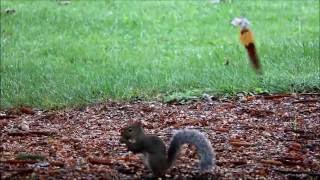 Rainy Monday morning squirrels eating on the bungee squirrel feeder. You can hear the clock tick in the background. Thanks for 