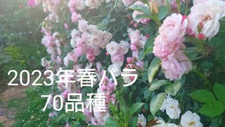 【2023年春に咲いたバラ約70品種】#rosegarden #vlog #バラ庭