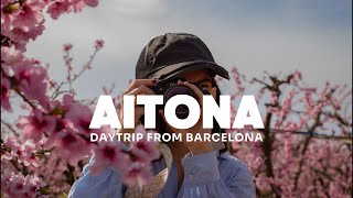 Sakura in Spain? Visiting Aitona's Blooming Peach Trees