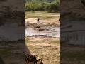 Wild dog escapes from crocodiles mouth
