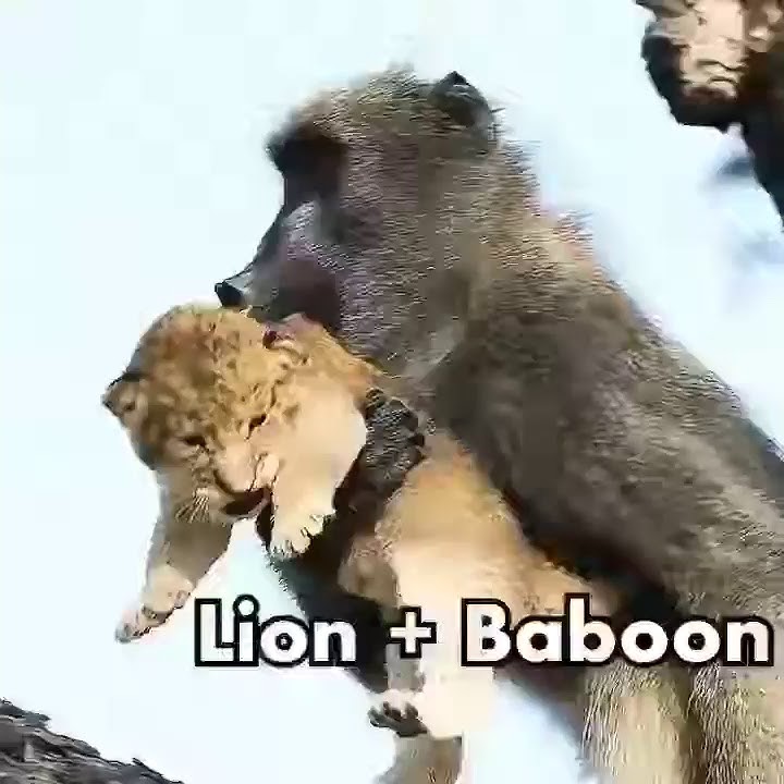 Baboon eats lion cup 😢