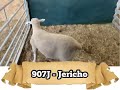 Bb farms jericho 907j