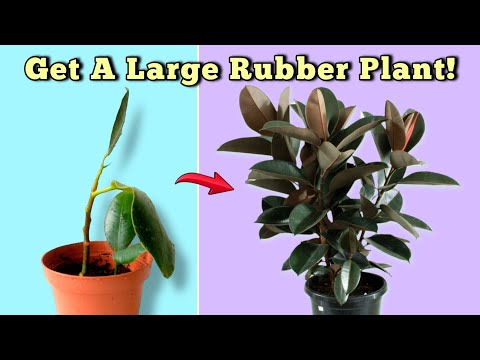Video: Vai man vajadzētu miglot savu Ficus elastica?