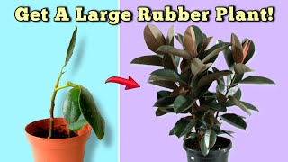 7 ESSENTIAL Rubber Plant Care Tips  You Should NOT MISS! (Ficus Elastica)