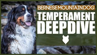 BERNESE MOUNTAIN DOG TEMPERAMENT