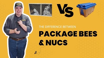 Packaged Bees vs Nucs: What’s the Difference?  | HillCo, LLC