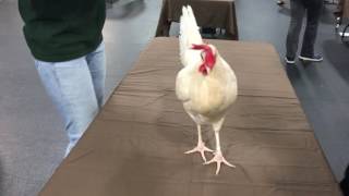 Chicken Workshop - Discrimination by loresu1 7 views 7 months ago 7 minutes, 21 seconds