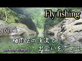 【Fly fishing】2020.6 梅雨空の下渓魚との出会いを求めてフライフィッシング