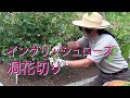 バラの手入れ６月【イングリッシュローズの凋花切り剪定】