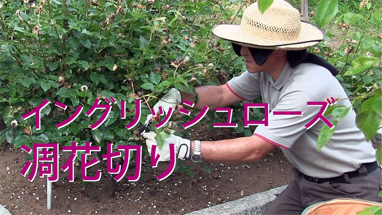 Rose care June [English rose pruning] - YouTube