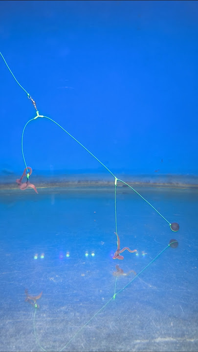 Rangkaian Pancing Ikan Nila Teknik Dasaran #shorts #fishing #mancing