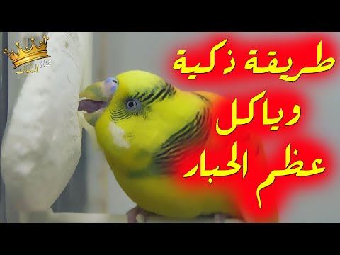 بطريقة ذكية اجعل طيور البادجي تأكل عظم الحبار غصب عنها